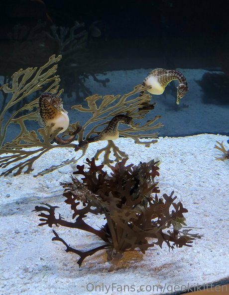 geekikitten OnlyFans XXX