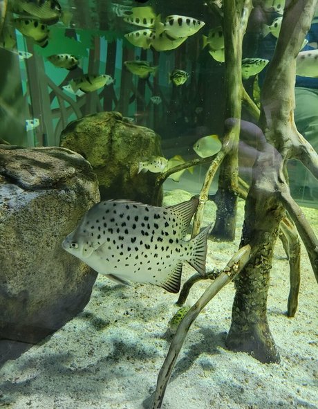 geekikitten Nacktbilder von OnlyFans