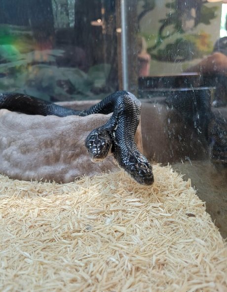 blowjob-selfie nur fans kostenloser Porno Teaser