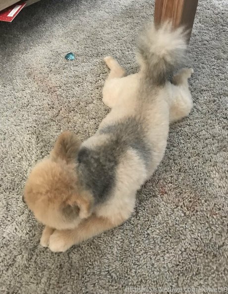 siswetlive OnlyFans geleakt