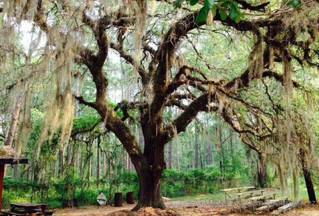 dream candy OnlyFans Pornografie