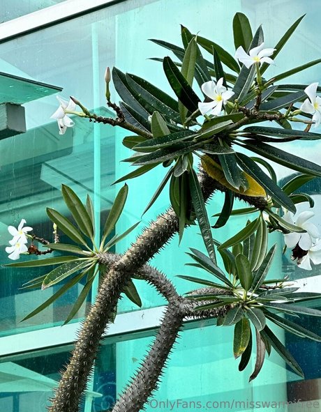 misswarmjfree OnlyFans