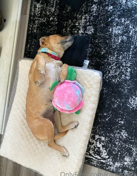 latina-lesben-onlyfans heiß nackt Update