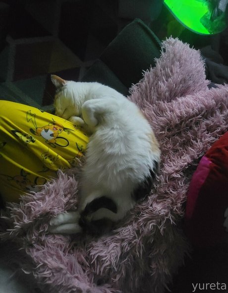 yureta2 OnlyFans gratis