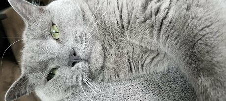 andromedanekoclub Kostenloses OnlyFans