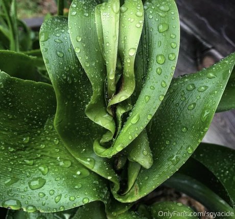 Soyacide Nacktbilder von OnlyFans