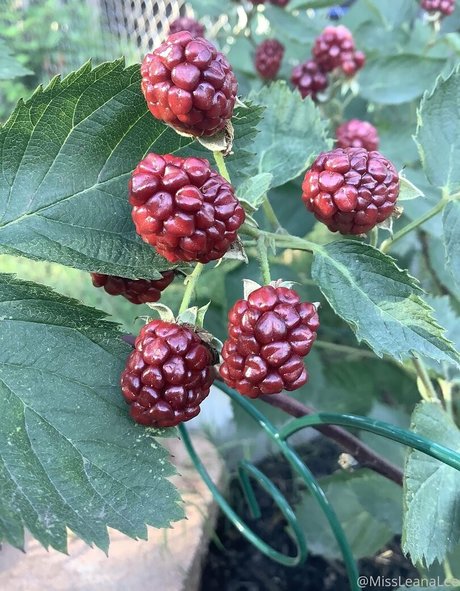 missleanalee OnlyFans Nackt Leak