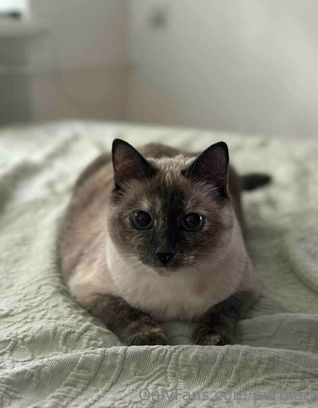 purmari Nackt OnlyFans Porn