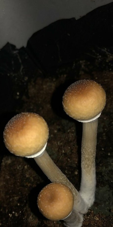 peacheyscreams Nacktbilder OnlyFans