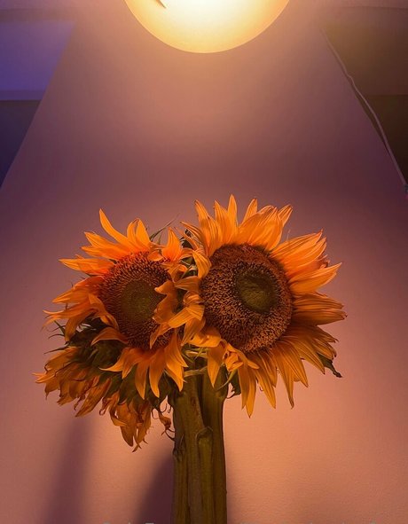 illuzia bytia free Strip OnlyFans