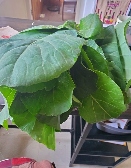 babyruthy OnlyFans Nackt Leak