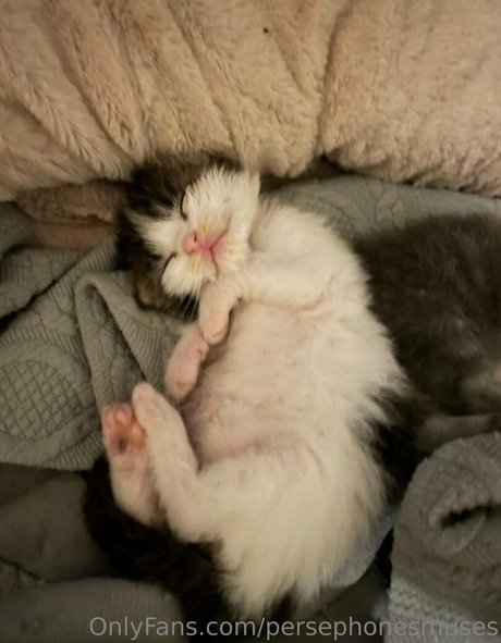 persephonesmuses Nacktbilder von OnlyFans