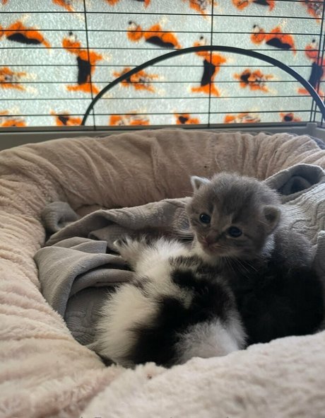 persephonesmuses OnlyFans geleakte Pornografie