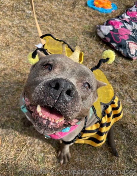 persephonesmuses XXX OnlyFans