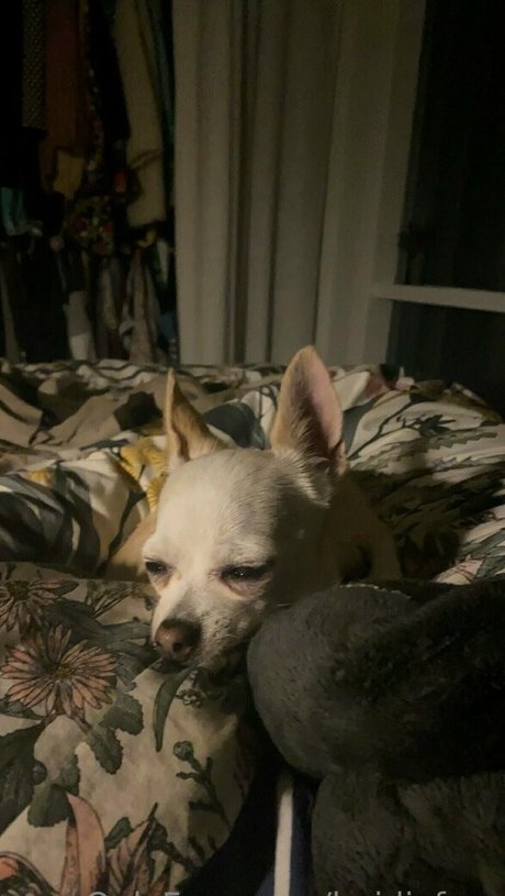 heidivfree Brüste OnlyFans