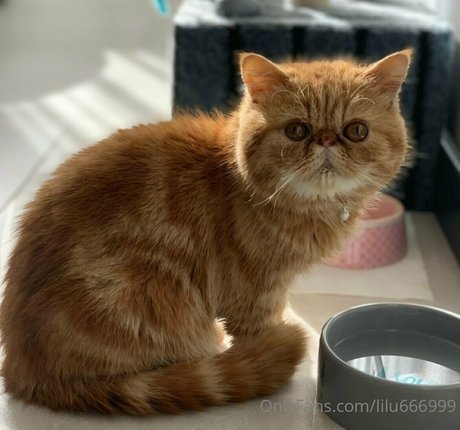 lilu666999 OnlyFans-Archiv