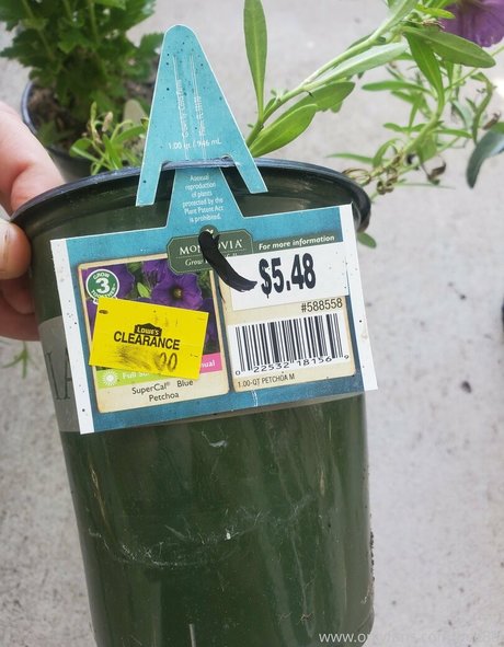 bee88i Nackt OnlyFans