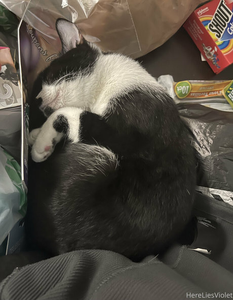 hereliesviolet Brüste OnlyFans