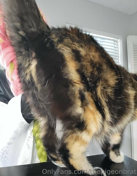 thepigeonbrat Heiße OnlyFans Inhalte