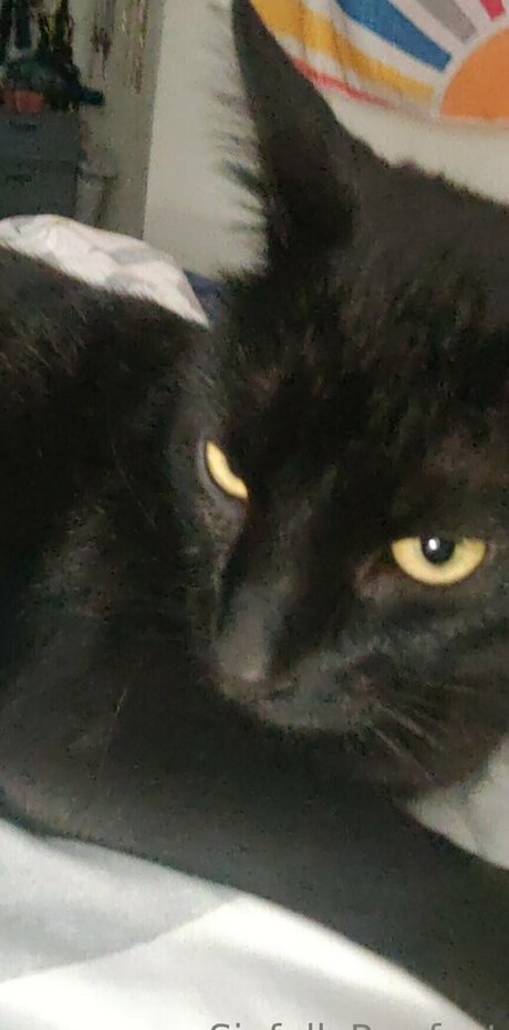 sinfullypurrfuct OnlyFans-Fotos