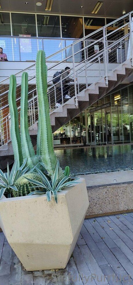 sinfullypurrfuct OnlyFans Bilder