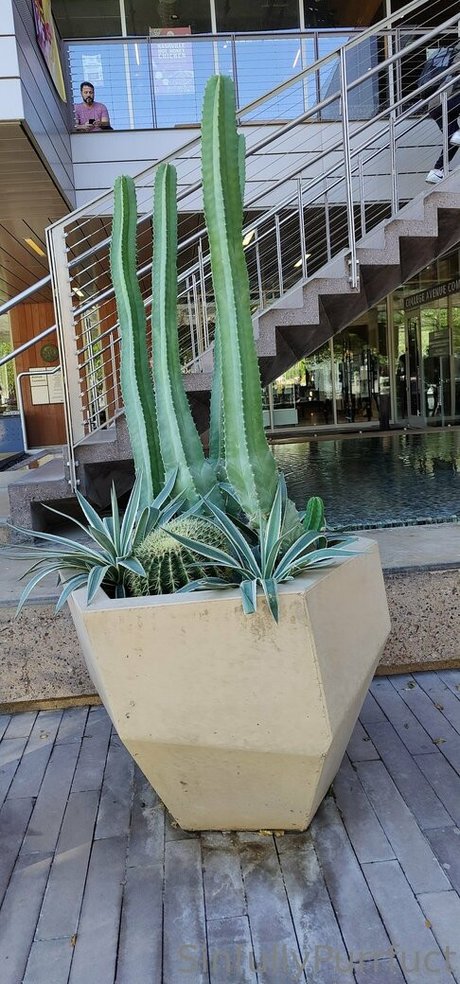 sinfullypurrfuct OnlyFans Leaked