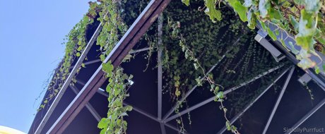 sinfullypurrfuct Nackt geleakt OnlyFans