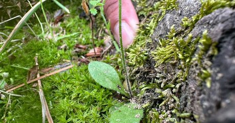 solecirilla Nacktbilder OnlyFans geleakt