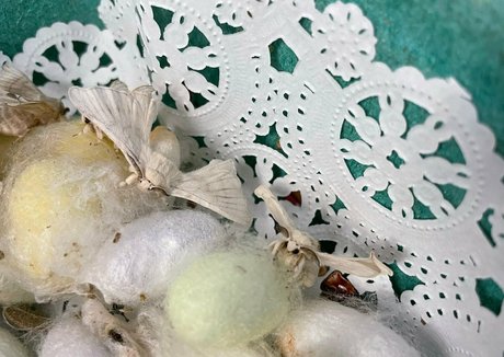 cindymoon7 OnlyFans Sextape geleakt