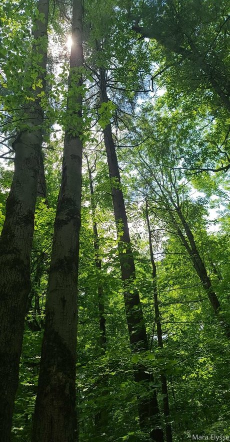 mara elysse Profilbild