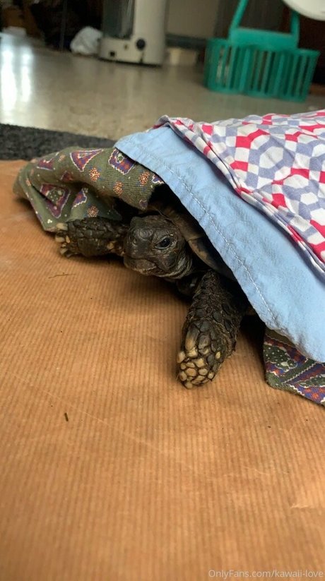 kawaii love Model OnlyFans Foto