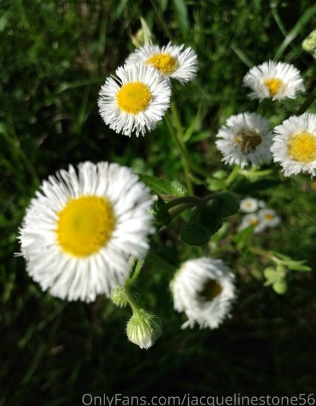 jacquelinestone56 OnlyFans Nackt Content