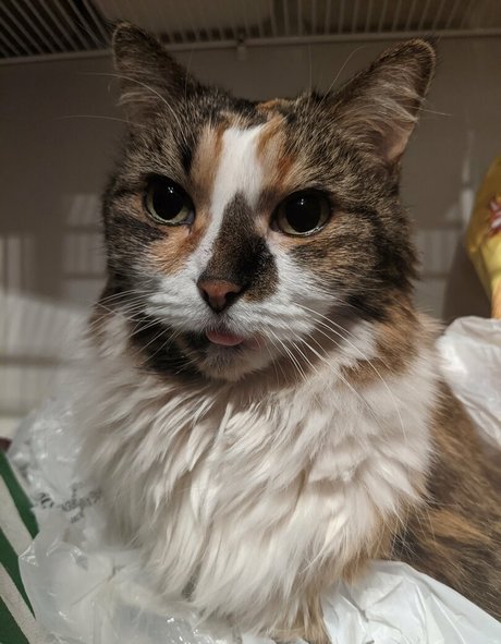 snoot Leaks von Nacktbildern auf OnlyFans