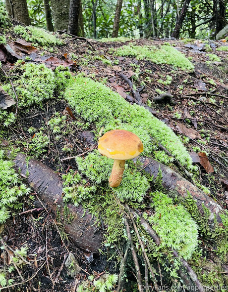 Abella Anderson OnlyFans geleakt