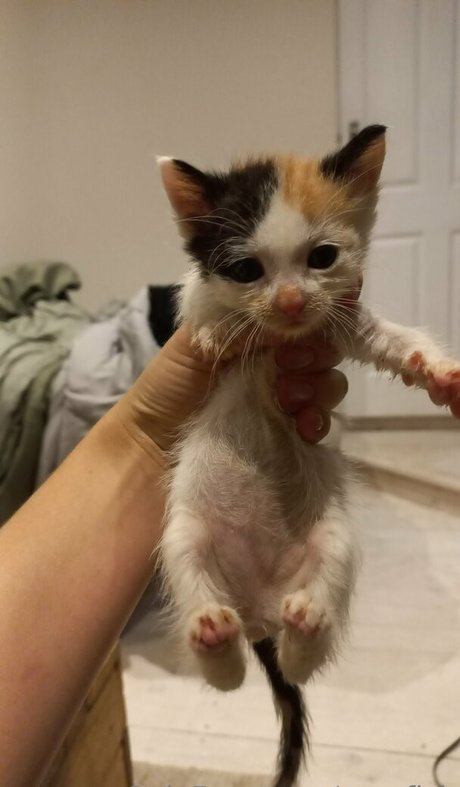 megfish OnlyFans Inhaltstyp