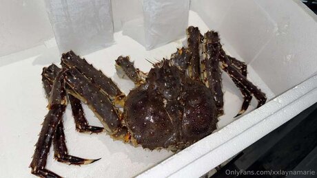 xxlaynamarie OnlyFans kostenlos