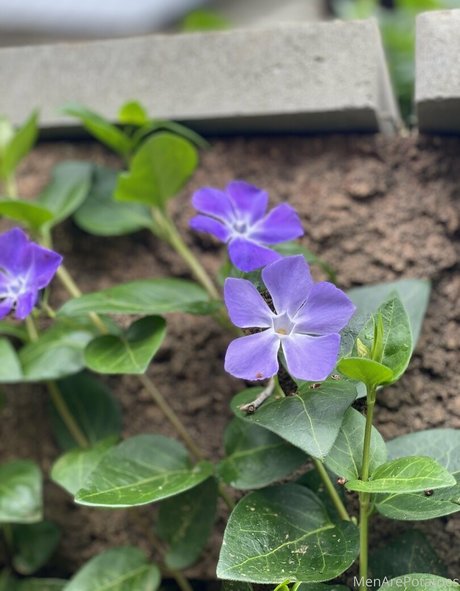 menarepotatoes OnlyFans Nackt