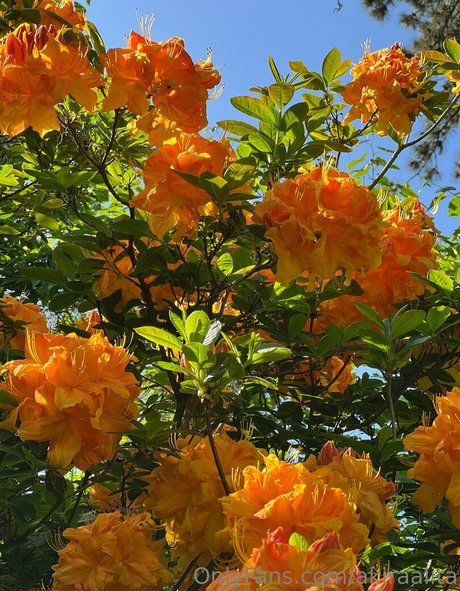 akiraalita OnlyFans-Leaks