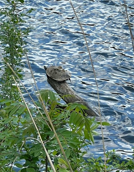 akiraalita OnlyFans nackt