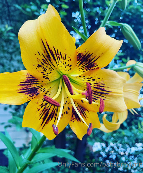 babybraylynn Nacktbilder von OnlyFans geleakt