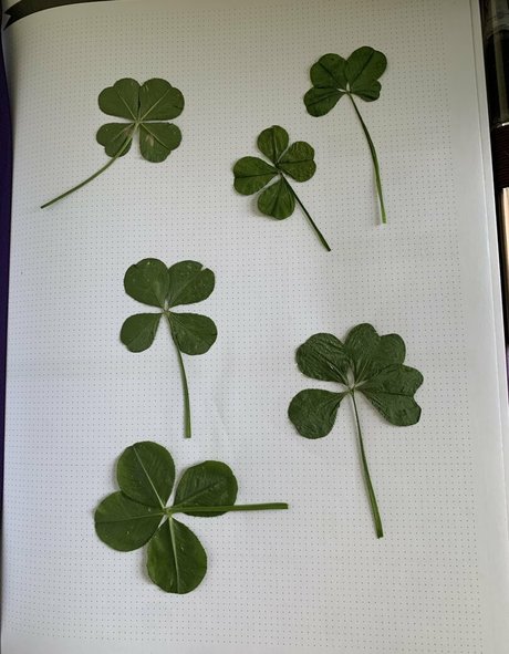 tastytaurustoes OnlyFans gratis