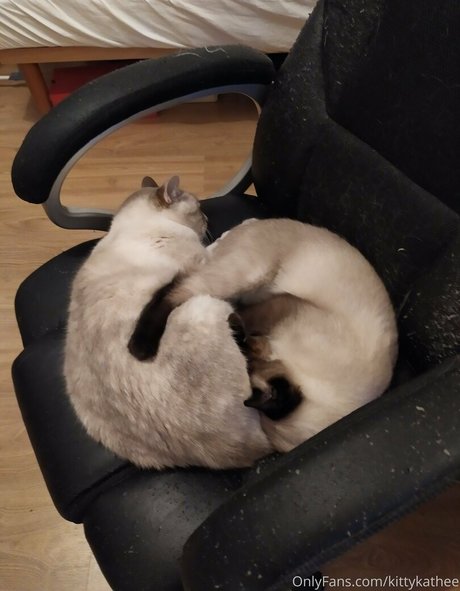 kittykathee Nacktbilder von OnlyFans