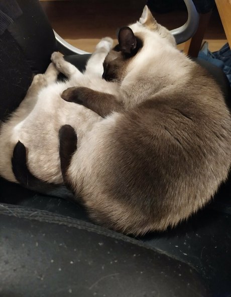 kittykathee Leaked OnlyFans Sex