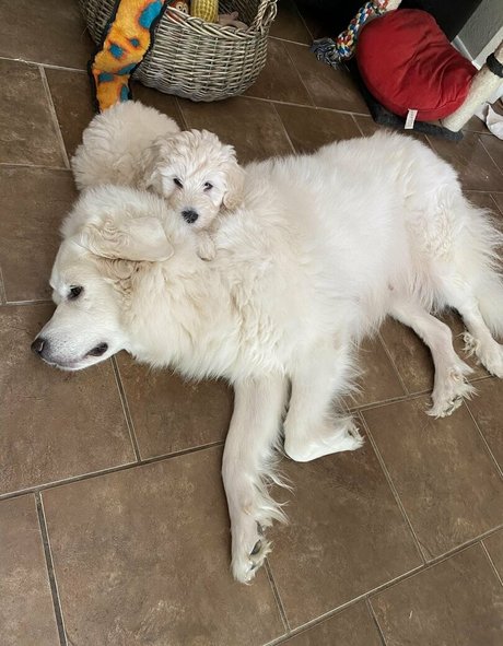 libyanbabygirl OnlyFans Modelfoto