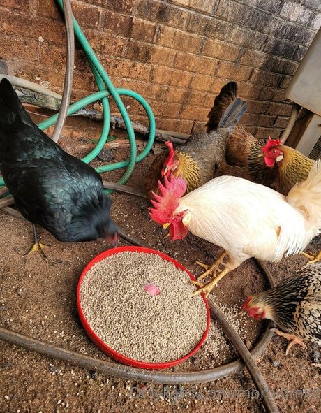 morbidmist nice star image