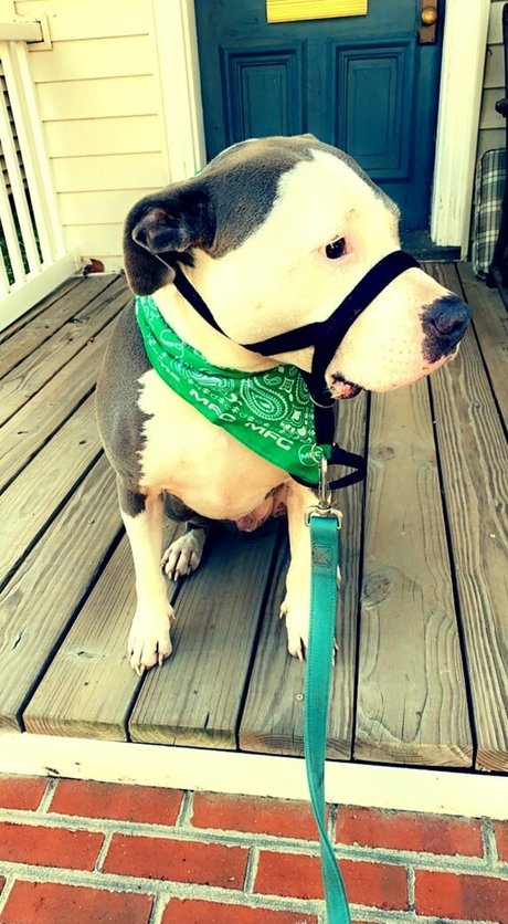 lovesickfordick free star images