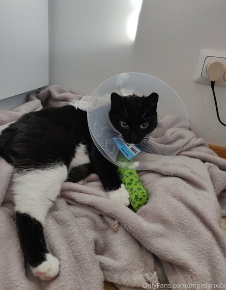 angielynxxx hd model galleries