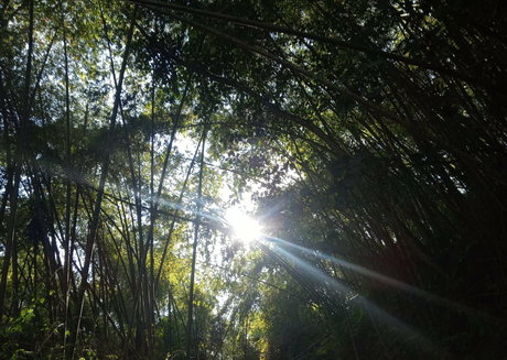 avliequeena actress img