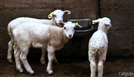 xxxcaligulaxxx sex pornstar galleries