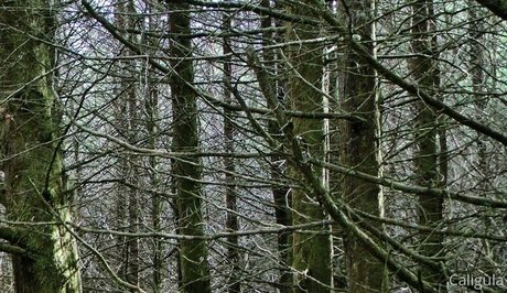 xxxcaligulaxxx pornstar naked galleries